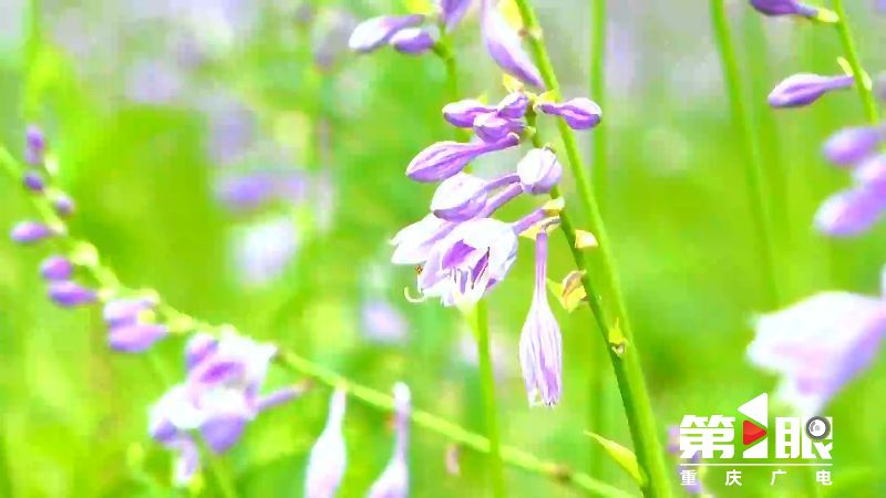 南川:紫色玉簪盛开 浪漫花海享清凉4