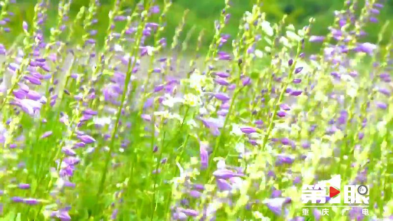 南川:紫色玉簪盛开 浪漫花海享清凉2