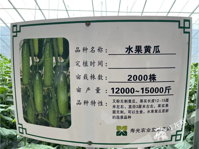 寿光蔬菜品种扎根开州。华龙网-新重庆客户端记者 陈美西 摄