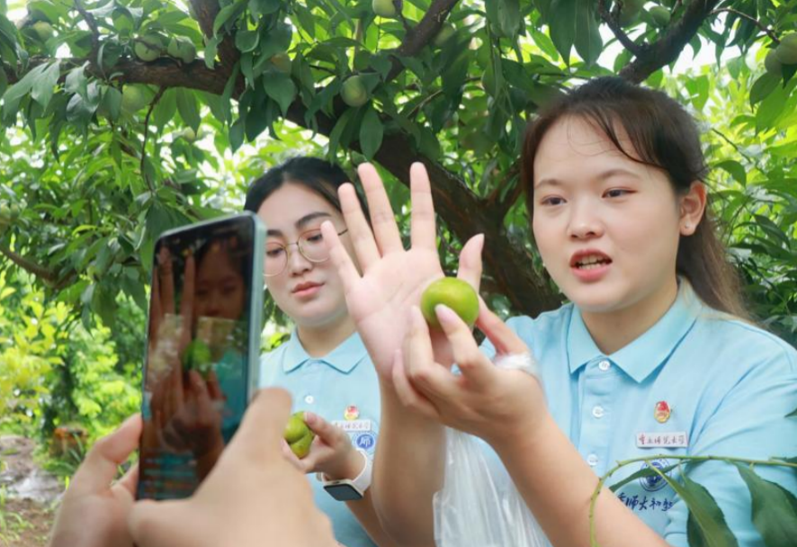 志愿者直播推销青脆李现场。通讯员 张婧谍 摄