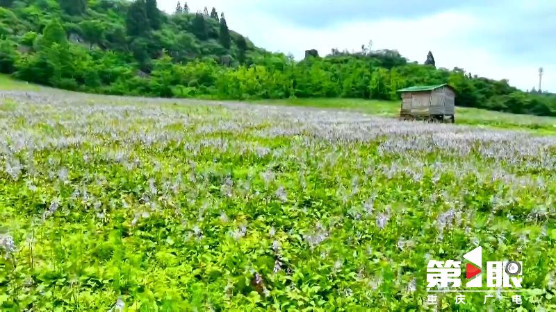 南川:紫色玉簪盛开 浪漫花海享清凉1