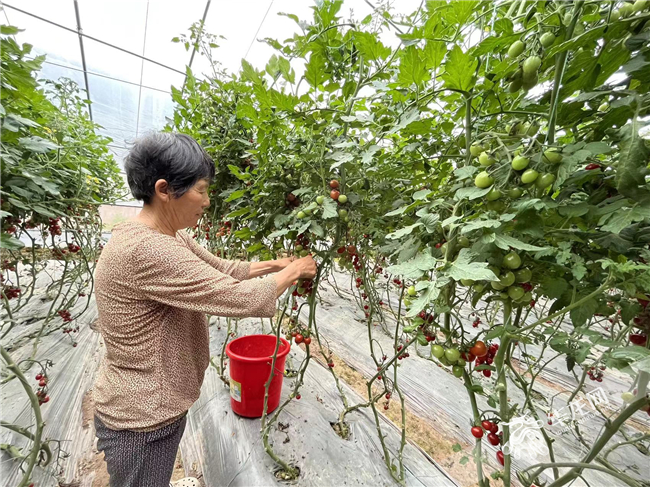 蔬菜大棚内小番茄长势良好。华龙网-新重庆客户端记者 陈美西 摄