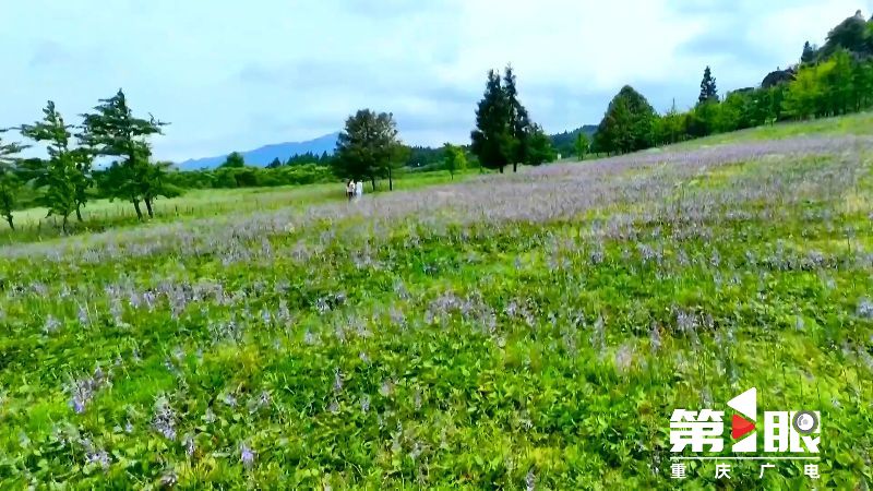 南川:紫色玉簪盛开 浪漫花海享清凉5