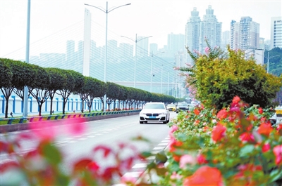 沙滨路上的紫薇和树状月季成串绽放。记者 刘孝洪 摄