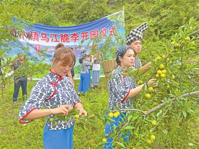 村民在基地采摘李子。记者 田金凤 摄