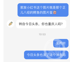 长江重庆巴南鱼洞段发现鳄鱼?多部门回应:暂未排查到2