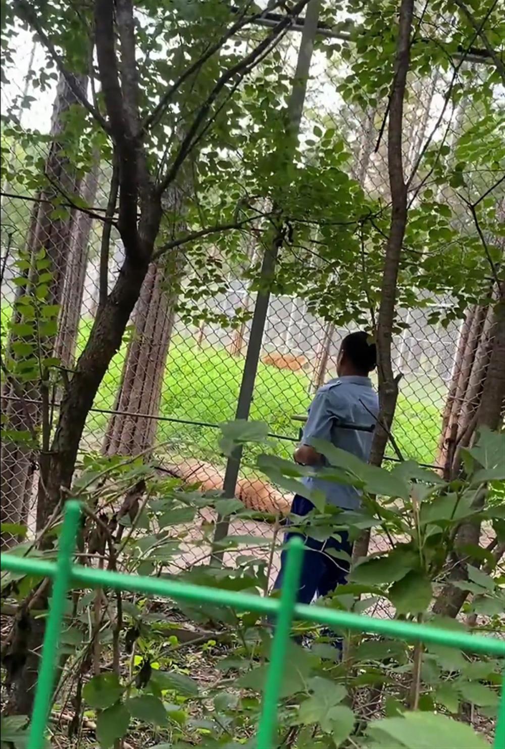 长春一虎园两东北虎相争一虎被咬死,园方:试图用爆竹“劝架”未果