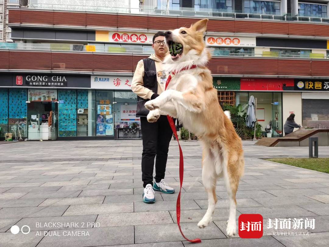 90后“社恐男”转行“犬类行为调整师”：月入上万还能和最爱的汪星人打交道2