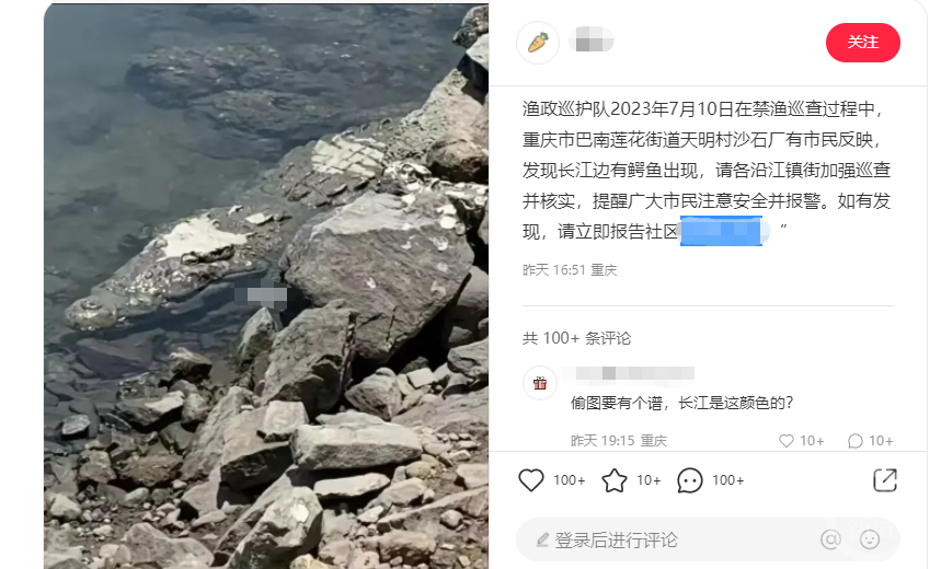 长江重庆巴南鱼洞段发现鳄鱼?多部门回应:暂未排查到1