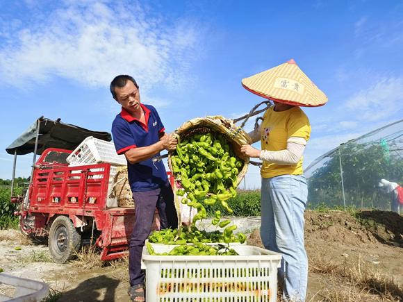 图9：当地村民在倒青椒