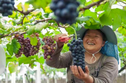 桃林社生态葡萄园的葡萄等你来采摘。受访者供图