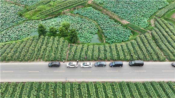 游客将车辆在景观大道上欣赏油葵美景。通讯员 陈仕川 摄