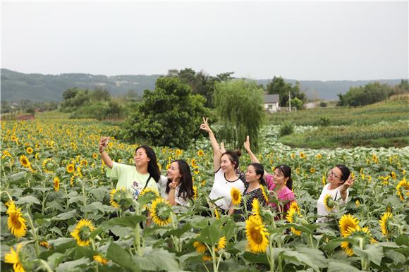 游客在油葵花海里赏花拍照，享受夏日的美景。通讯员 陈仕川 摄