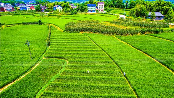 垫江县新民镇帽合村水稻制种基地。通讯员 龚长浩 摄
