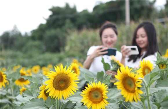 游客在油葵花海里赏花拍照。通讯员 陈仕川 摄
