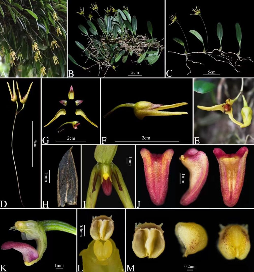 四川卧龙：发现植物新种“卧龙卷瓣兰”2