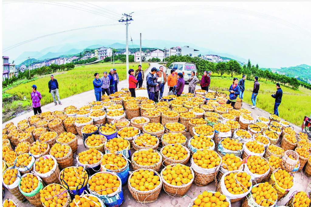长沙镇福城村柑橘丰收。资料图