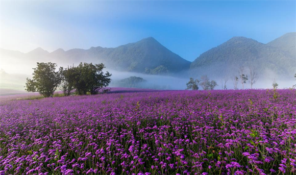 夏日的红池坝云雾缭绕鲜花竞相绽放好不美丽。巫溪县文旅委供图 华龙网