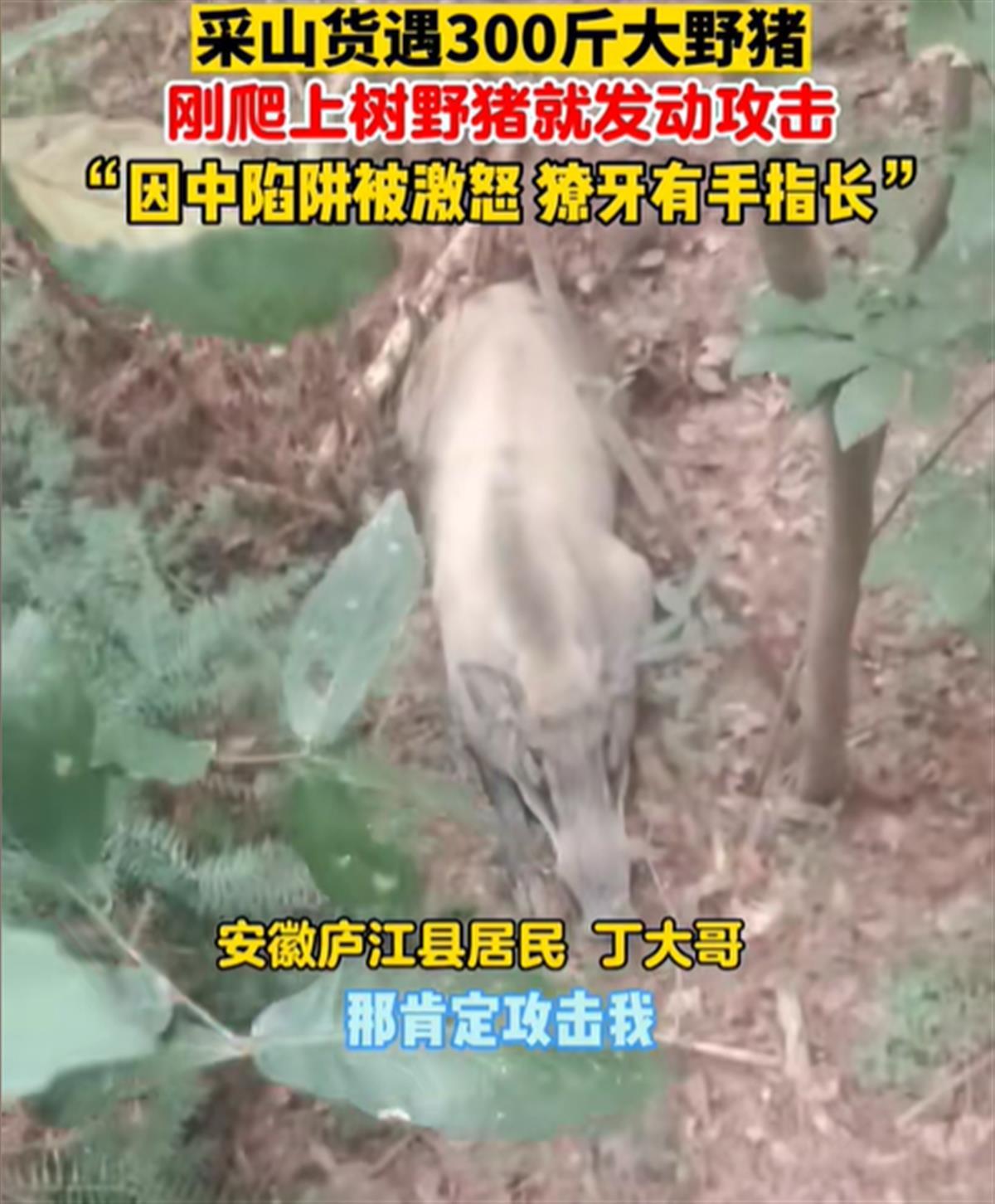 男子采山货遇大野猪，爬上树才躲过攻击，当事人：它獠牙有手指长1
