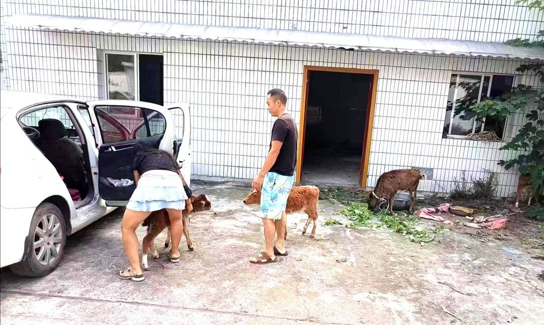 5楼住户养了7头牛 现场探访：保安24小时值守，不让牛儿进小区5
