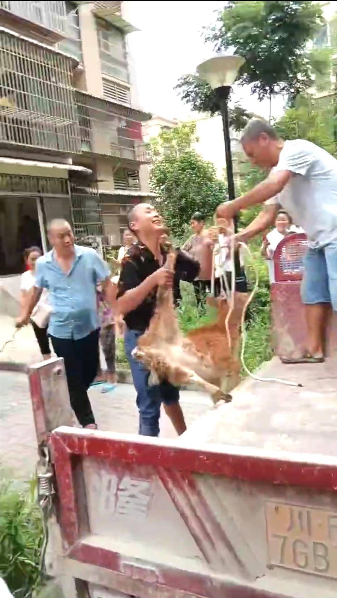 5楼住户养了7头牛 现场探访：保安24小时值守，不让牛儿进小区3