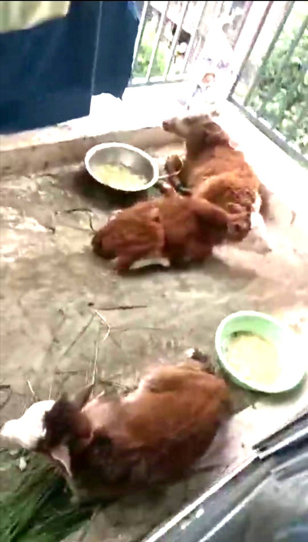 5楼住户养了7头牛 现场探访：保安24小时值守，不让牛儿进小区2