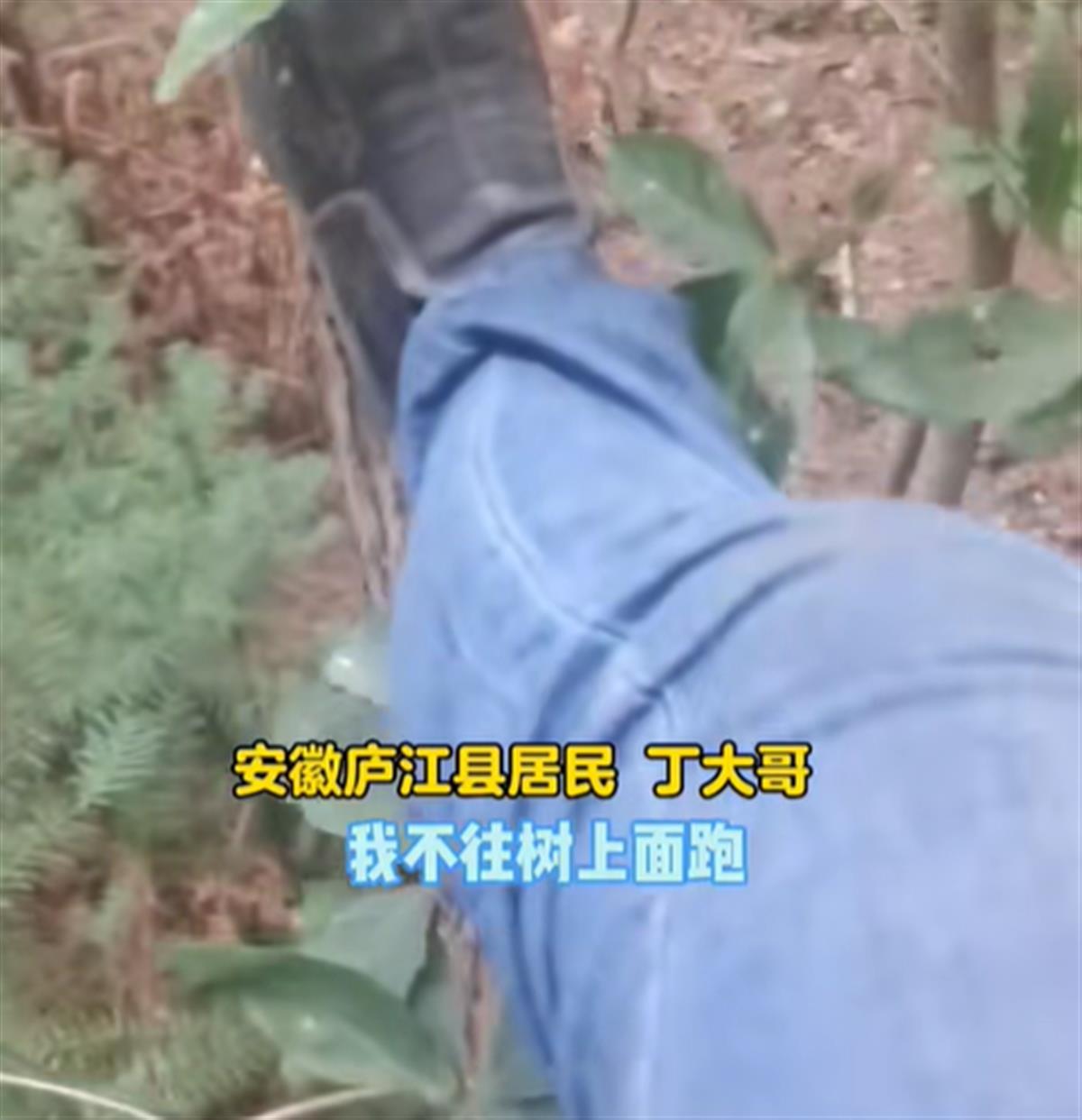 男子采山货遇大野猪，爬上树才躲过攻击，当事人：它獠牙有手指长2