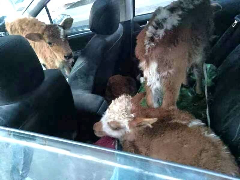5楼住户养了7头牛 现场探访：保安24小时值守，不让牛儿进小区4
