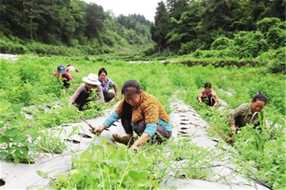 村民正在中药材基地里除草。记者 杨丽媛 摄