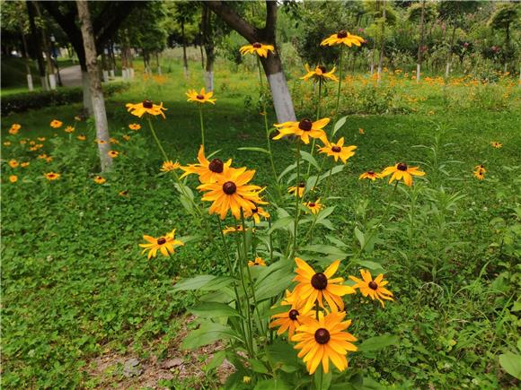 The blooming black-eyed susans. (Photographed by Fan Yonggen)