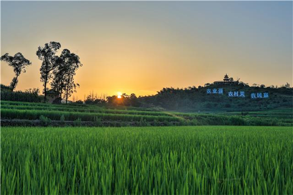 6安胜镇龙印村，落日余晖与稻田相映成景，美不胜收。记者 熊伟 摄