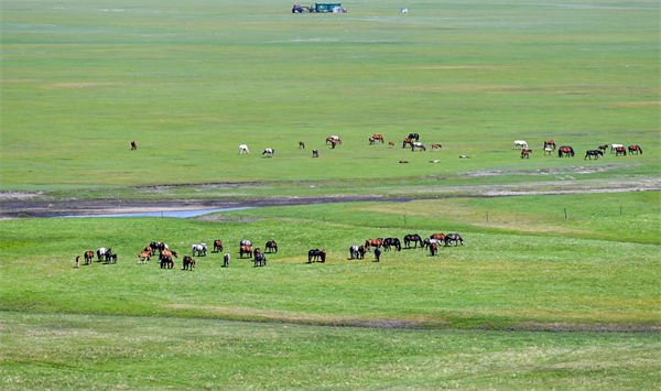 马群在河畔的草原上觅食。新华社记者 连振 摄