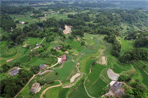 青羊镇山大村绿油油的稻谷生长正旺。通讯员 黄河 摄