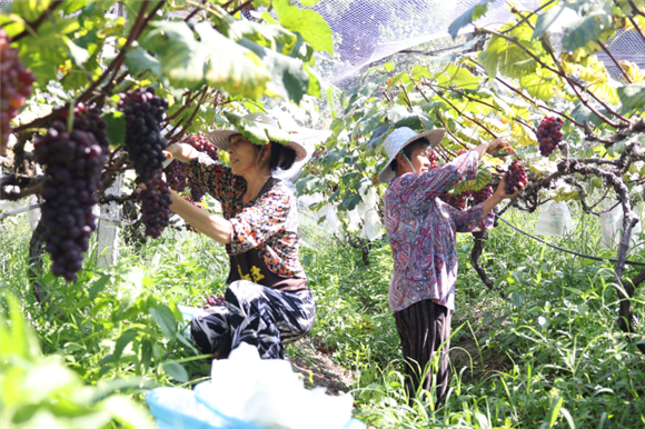 2村民正在采摘葡萄。记者 方霞 摄