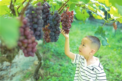 双桂街道凉水村，小朋友在采摘葡萄。记者 熊伟 摄