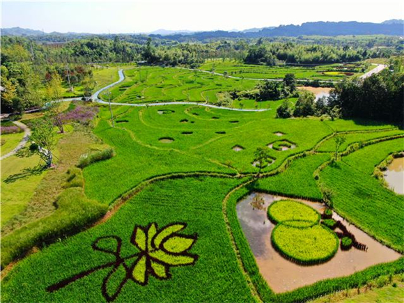 The colorful rice field with different shapes. (Photographed by Zheng Junxing)