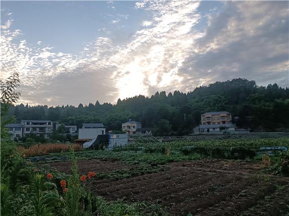 城芋路边和平村段特色蔬菜果园随处可见。特约通讯员 蒋文友 摄
