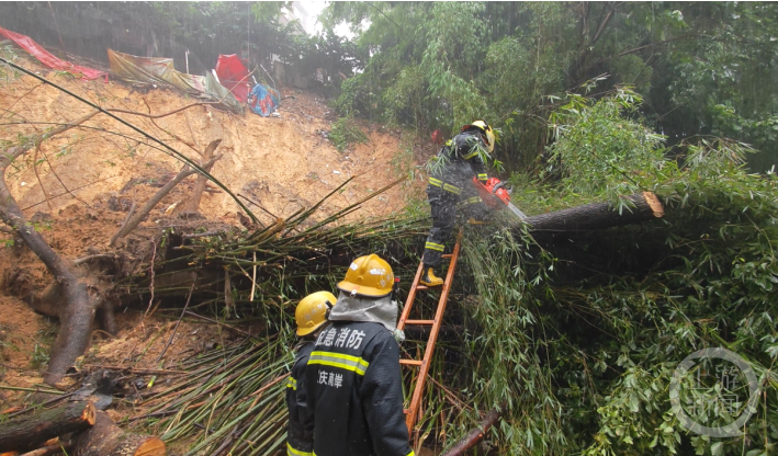 南山公园路通了！暴雨致大树倾倒 消防员锯树4小时排险2