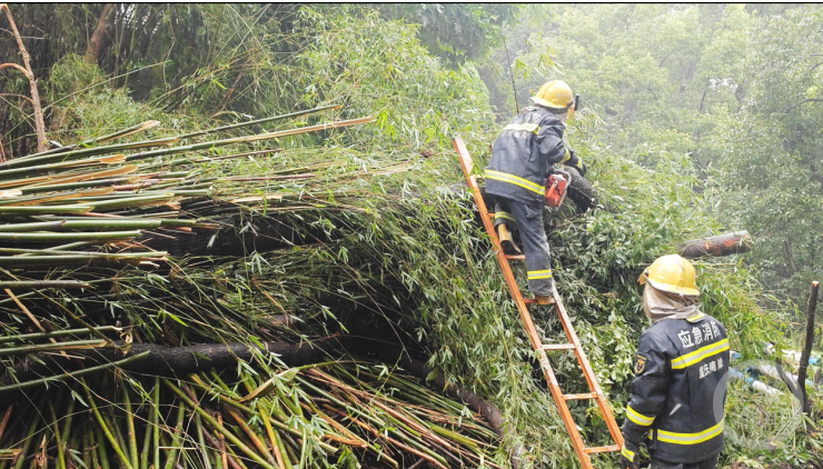 南山公园路通了！暴雨致大树倾倒 消防员锯树4小时排险3