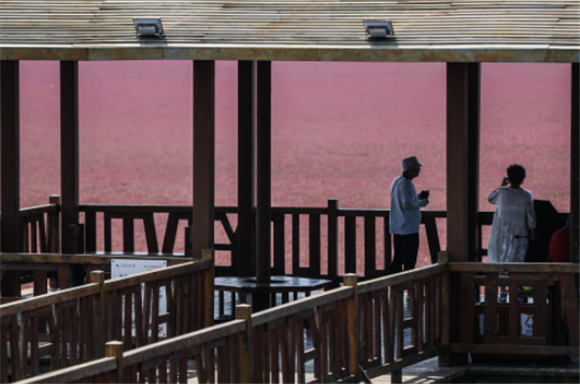 7月19日，游客在红海滩国家风景廊道景区内游玩。新华社记者 潘昱龙 摄