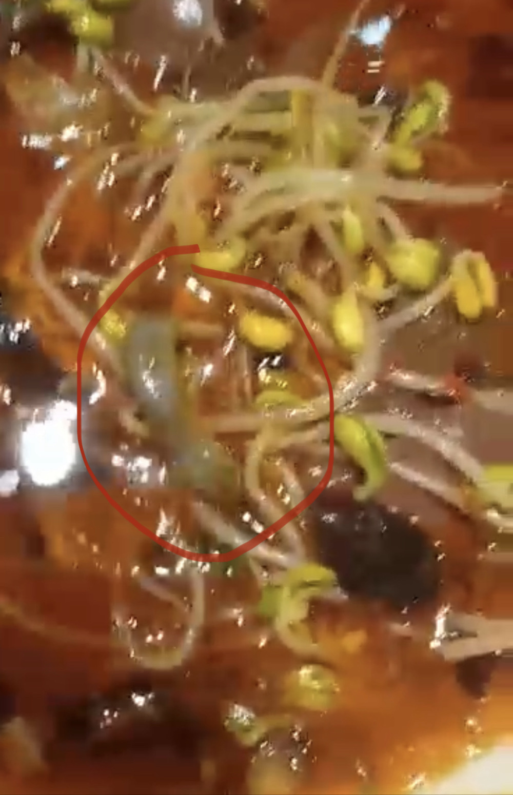 河北唐山一饭店毛血旺里夹出壁虎？老板：与顾客有过节，疑是敲诈勒索