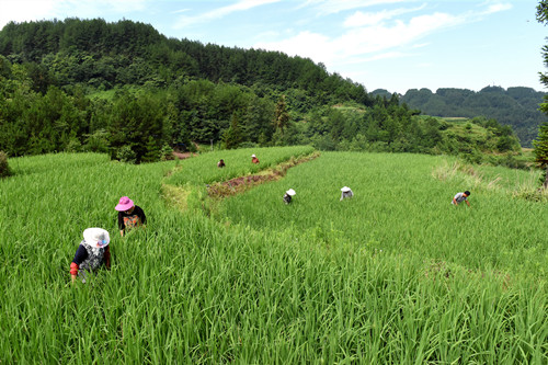 务工村民在有机水稻基地除草。特约通讯员 隆太良 摄