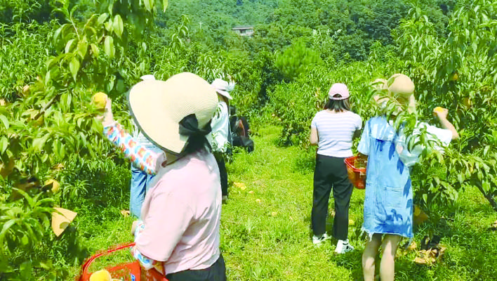游客在桃林间摘桃子。记者 刘强 摄