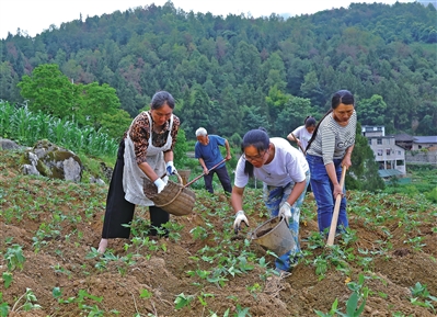 黄建香带领村民为红薯施肥。记者 代娟 供图