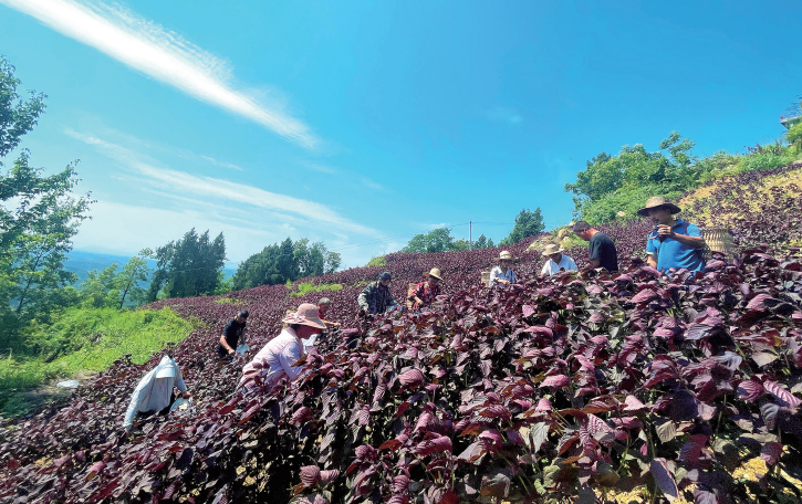 大观镇梅花村六组，村民在采摘成熟的紫苏枝叶。记者 高柔 摄