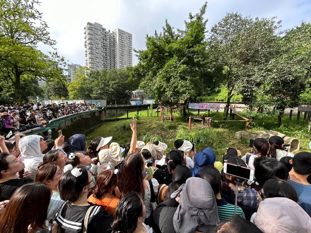 The birthday party for Yu Ke and Yu Ai is crowded with visitors. (Photo provided by Chongqing Zoo)