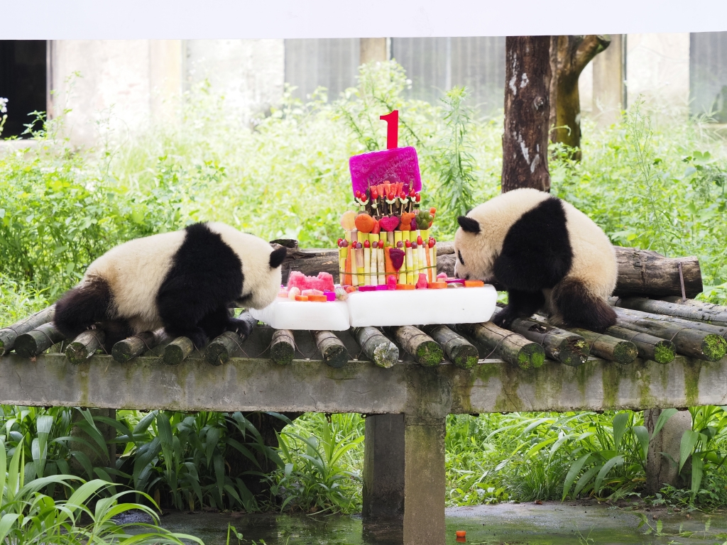 The birthday cake made by the keepers for Yu Ke and Yu Ai. (Photo provided by Chongqing Zoo)
