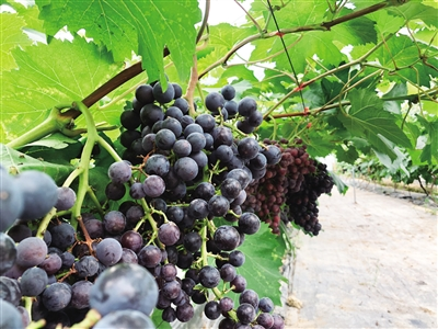 Grapes grown in Pengshui have ripened. (Photographed by Zhao Yong) 