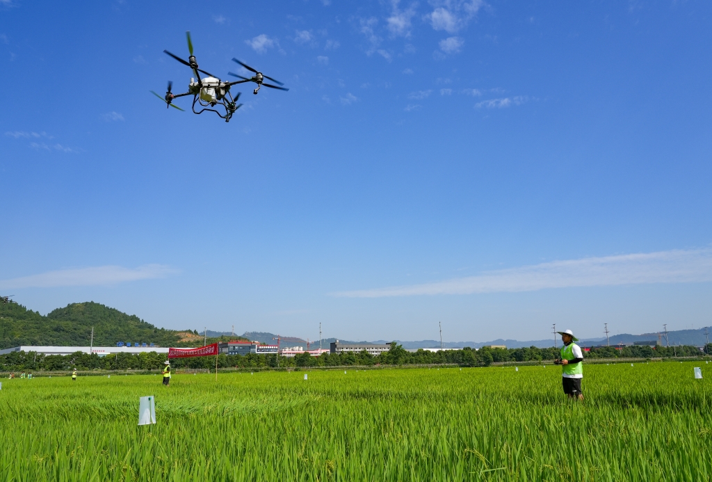 农技人员操作植保无人机进行飞防作业。市农业农村委供图
