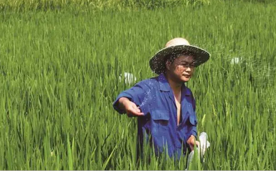 姚雄在水稻田里施肥。市农业农村委供图
